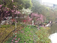 -重庆彩云湖湿地公园