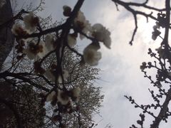 iphone_upload_pic-香雪海