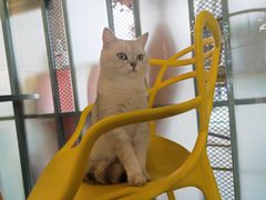 -喵屿·大理花园猫咖