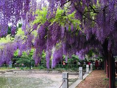-嘉定紫藤园