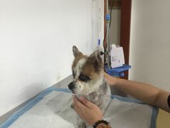 -爱侣宠医·鹦鹉专科·小型哺乳类·异宠专科(灵石路店)