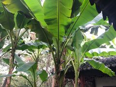 -秋霞圃