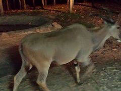 android_upload_pic-清迈夜间动物园