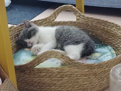 -lincat·猫舍(广州店)