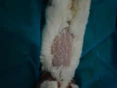 -北京观赏动物医院·24小时大型综合·猫专科·异宠专科