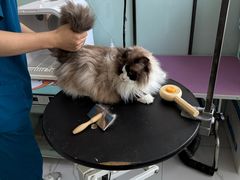 -嘉馨宠物医院·CT影像转诊·心脏科·犬猫全科诊疗中心(下沙大学城院区)