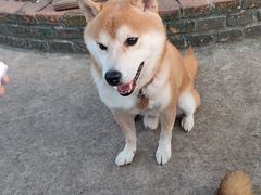 -柴犬高等学院·狗咖·柴犬售卖·宠物训练