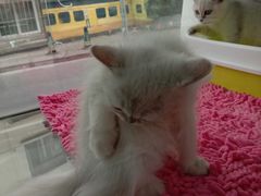 -宠爱多约克夏马尔济斯泰迪小型犬专卖