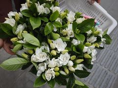 -恩阳古镇