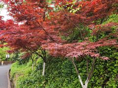 -杭州半山国家森林公园