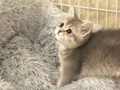 -momokira米努特·德文卷毛猫·棉花面纱犬