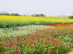 -光明小镇欢乐田园