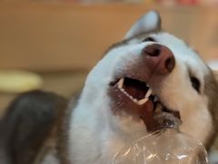 -Husky Go! 哈士奇体验馆·宠物咖啡厅狗咖