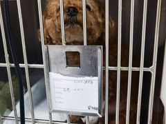 -达爱动物医院·犬猫分区·CT·复杂眼科(远洋山水分院)