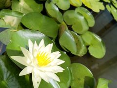 -陈家山荷花公园