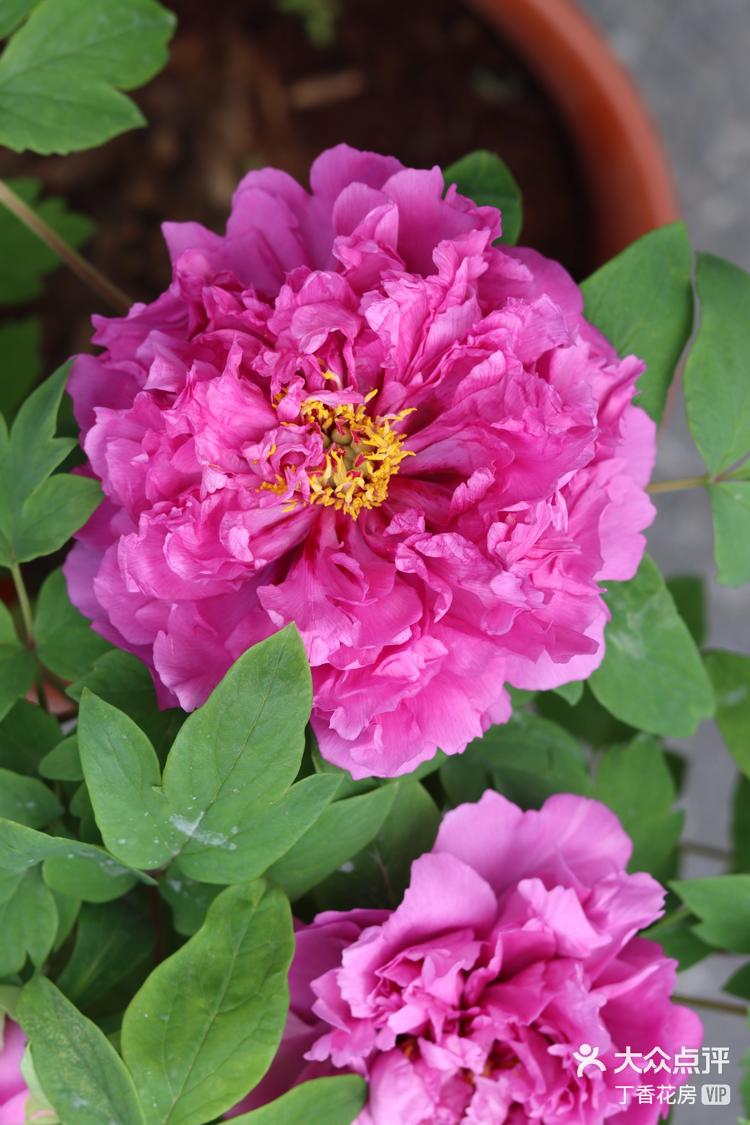 牡丹花开富贵荣华