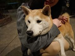 -柴犬高等学院·狗咖·柴犬售卖·宠物训练