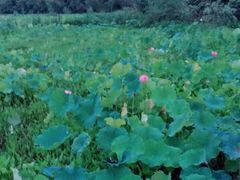 -三圣花乡旅游区