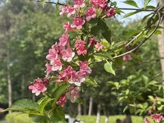 -铁山坪森林公园