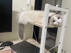 -lincat·猫舍(广州店)