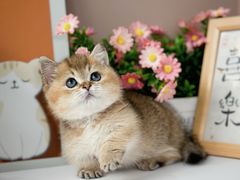 -小猫来了·猫舍(红山六九七九店)