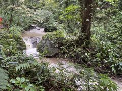 -莫里热带雨林景区