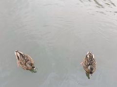 -柯尼希湖