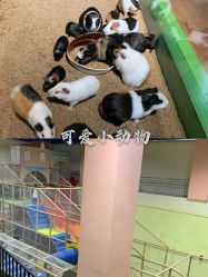 -未来动物城动物主题公园(大悦城店)