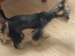 -翊宠yipet猫狗购宠庄园犬舍•猫舍