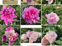 -黑龙江省森林植物园