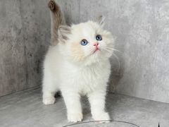 -小猫来了·猫舍(红山六九七九店)