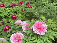 -洛阳市隋唐城遗址植物园