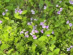 -幕燕滨江·长江观音景区