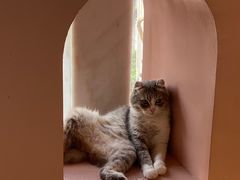 -猫儿山۰猫主题餐厅