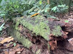 -武吉知马自然保护区