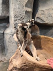 -Zoolung Zoolung动物主题公园(海信广场店)