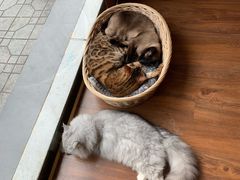 -猫友咖啡店(玉林西路店)