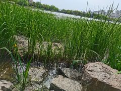 -南翔镇银翔湖公园