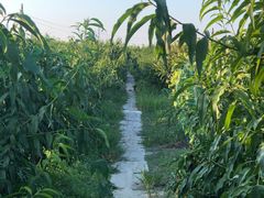 -樂桃源奉贤黄桃种植采摘基地