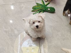 -柴犬小屋·柴餐厅·狗咖食堂(金鼎广场店)