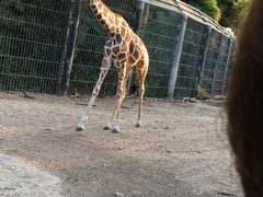 -清迈夜间动物园