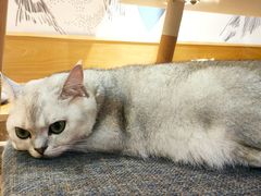 -滚猫咖啡·猫咖·猫友好撸猫(未来城店)