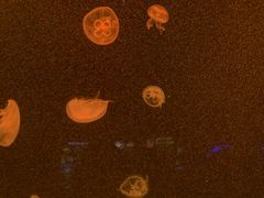 -上海海洋水族馆