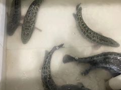 -九寨沟石锅鱼(沣峪口二十年店)
