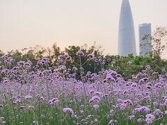 -深圳湾公园(南山区)
