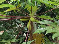 -正佳雨林生态植物园