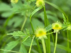 -帽儿山国家森林公园