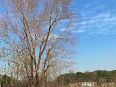 -昆山城市生态森林公园