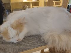 -平行世界·猫咖(首经贸店)