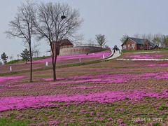 -莱阳濯村樱花园
